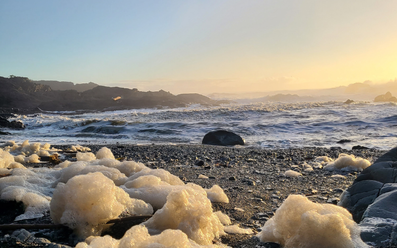 Pacheeedaht-FAQ-Image